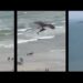 #Video Sorprendente águila caza a un tiburón en la playa