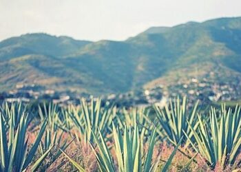 Aniceto Ortega y su descripción del mezcal potosino en el siglo XIX