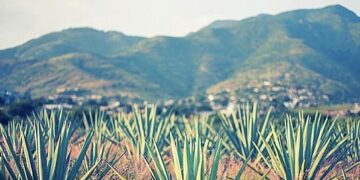 Aniceto Ortega y su descripción del mezcal potosino en el siglo XIX
