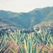 Aniceto Ortega y su descripción del mezcal potosino en el siglo XIX
