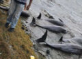Encuentran 13 delfines muertos en una playa por derrame de petroleo