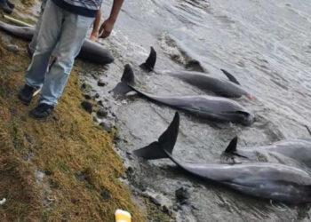 Encuentran 13 delfines muertos en una playa por derrame de petroleo