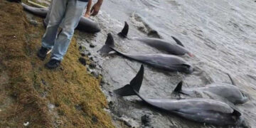 Encuentran 13 delfines muertos en una playa por derrame de petroleo