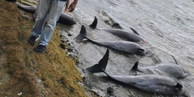 Encuentran 13 delfines muertos en una playa por derrame de petroleo