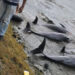 Encuentran 13 delfines muertos en una playa por derrame de petroleo