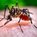 Mosquitos modificados genéticamente serán liberados al sur de Florida