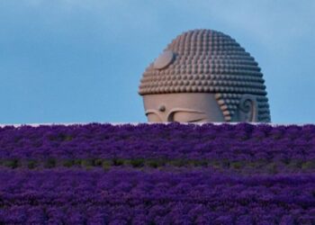 #Video Buda gigante rodeado por 150,000 plantas de lavanda
