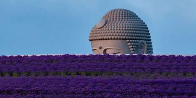 #Video Buda gigante rodeado por 150,000 plantas de lavanda
