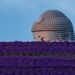 #Video Buda gigante rodeado por 150,000 plantas de lavanda