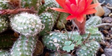 Recorrido guiado virtual por Colección de cactáceas