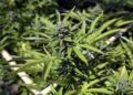 Mitos y verdades de la marihuana