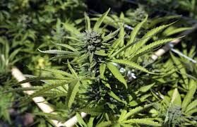 Mitos y verdades de la marihuana
