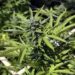 Mitos y verdades de la marihuana