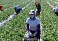 Canadá invertirá millones de dólares para protección de jornaleros mexicanos