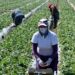 Canadá invertirá millones de dólares para protección de jornaleros mexicanos