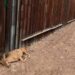 Venado muere por no poder pasar el muro de Trump