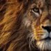 El león, el ocaso del rey de la selva