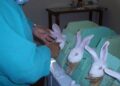 Latam avanza en prohibición de pruebas cosméticas en animales