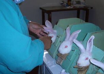 Latam avanza en prohibición de pruebas cosméticas en animales