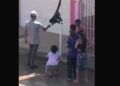 Dos monos sueltos sorprenden a habitantes de Tonala, Jalisco