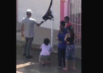 Dos monos sueltos sorprenden a habitantes de Tonala, Jalisco