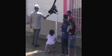 Dos monos sueltos sorprenden a habitantes de Tonala, Jalisco