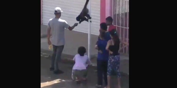 Dos monos sueltos sorprenden a habitantes de Tonala, Jalisco