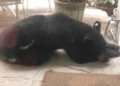 Profepa investigará castración del oso negro de Nuevo León
