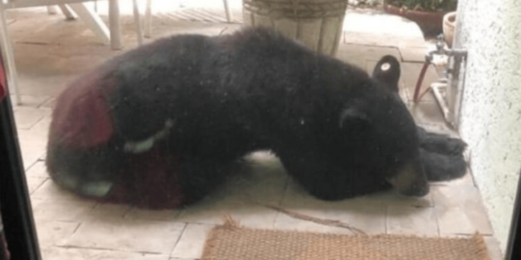 Profepa investigará castración del oso negro de Nuevo León