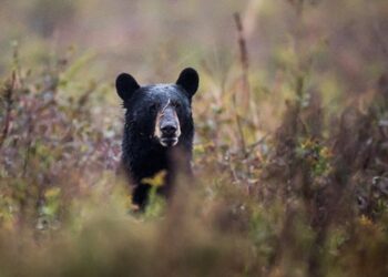 Captan a otros dos osos caminando en calles de Nuevo León