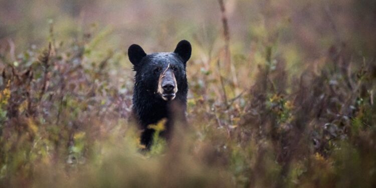 Captan a otros dos osos caminando en calles de Nuevo León