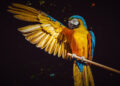 Certamen fotográfico Foto Aves 2020