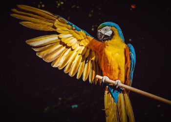 Certamen fotográfico Foto Aves 2020
