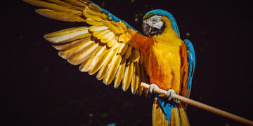 Certamen fotográfico Foto Aves 2020