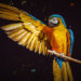Certamen fotográfico Foto Aves 2020