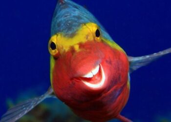 Comedy Wildlife Photography Awards: divertidas imágenes nominadas
