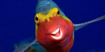 Comedy Wildlife Photography Awards: divertidas imágenes nominadas