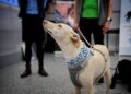 Finlandia usa perros para detectar COVID-19 en aeropuerto
