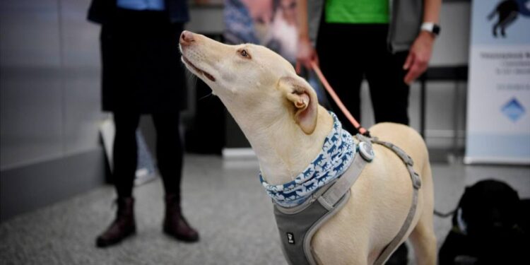 Finlandia usa perros para detectar COVID-19 en aeropuerto