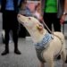 Finlandia usa perros para detectar COVID-19 en aeropuerto