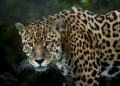 El jaguar amenazado por incendios en Brasil