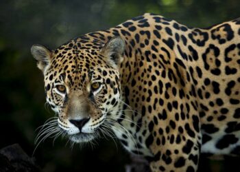 El jaguar amenazado por incendios en Brasil