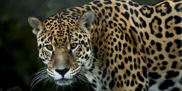 El jaguar amenazado por incendios en Brasil