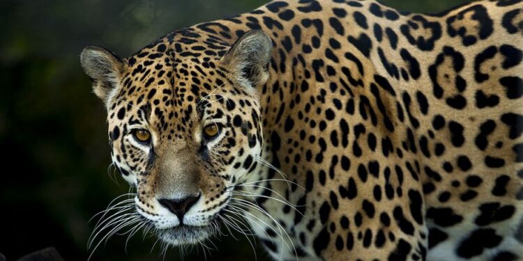 El jaguar amenazado por incendios en Brasil