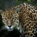El jaguar amenazado por incendios en Brasil