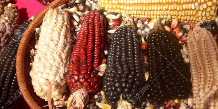 Maíz Negro difunde y promueve expresiones artísticas de África y Cuba en México