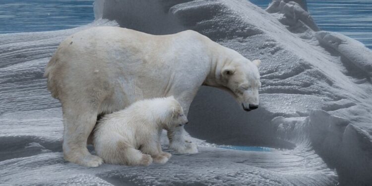 Cuenta hacia atrás para el oso polar