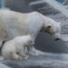 Cuenta hacia atrás para el oso polar