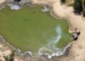 Bacteria en el agua mata más de 300 elefantes en Botsuana
