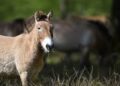 Logran clonar por primera vez a un caballo Przewalski